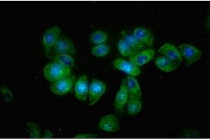 Immunofluorescence staining of HepG2 cells with ABIN7145515 at 1:66, counter-stained with DAPI. (Klotho beta antibody  (AA 1-130))