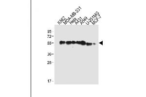 All lanes : Anti-TUBB6 Antibody (Center) at 1:2000 dilution Lane 1: K562 whole cell lysate Lane 2: MDA-MB-231 whole cell lysate Lane 3: Hela whole cell lysate Lane 4: A431 whole cell lysate Lane 5: A549 whole cell lysate Lane 6: U-251MG whole cell lysate Lane 7: MCF-7 whole cell lysate Lysates/proteins at 20 μg per lane. (TUBb6 antibody  (AA 139-166))