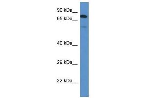 Western Blot showing Galnt3 antibody used at a concentration of 1. (GALNT3 antibody  (N-Term))