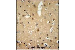 NMB Antibody (Center) (ABIN651541 and ABIN2840290) immunohistochemistry analysis in formalin fixed and paraffin embedded human brain tissue followed by peroxidase conjugation of the secondary antibody and DAB staining. (Neuromedin B antibody  (AA 15-42))