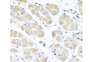 Immunohistochemistry of paraffin-embedded Human stomach using MSMB Polyclonal Antibody at dilution of 1:100 (40x lens).