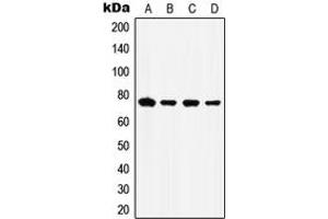 Western blot analysis of GRP78 expression in HepG2 (A), HeLa (B), Raw264. (GRP78 antibody  (C-Term))