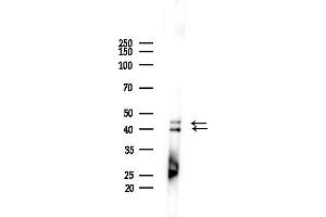 Western blot analysis of lysates from Mouse brain, using Phospho-ERK1/2 (Thr202/Tyr204) Antibody at 1/1000 dilution.