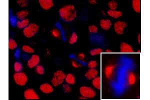 Immunofluorescence (IF) image for anti-Nuclear Mitotic Apparatus Protein 1 (NUMA1) (AA 900-950) antibody (ABIN7448994)