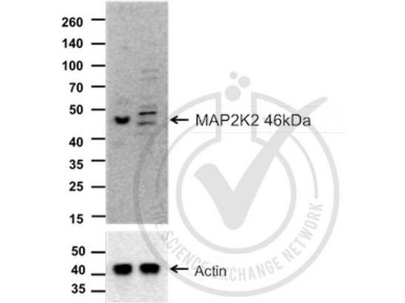 anti-Mitogen-Activated Protein Kinase Kinase 2 (MAP2K2) (AA 1-50) antibody