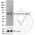 anti-Mitogen-Activated Protein Kinase Kinase 2 (MAP2K2) (AA 1-50) antibody