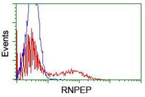 HEK293T cells transfected with either RC200756 overexpress plasmid (Red) or empty vector control plasmid (Blue) were immunostained by anti-RNPEP antibody (ABIN2455312), and then analyzed by flow cytometry. (RNPEP antibody)
