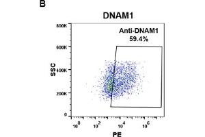 CD226 Antikörper  (AA 19-247)