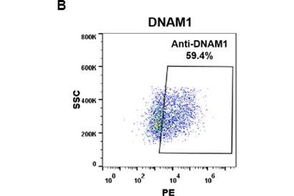 CD226 Antikörper  (AA 19-247)