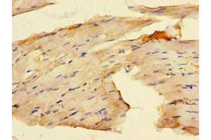 Immunohistochemistry of paraffin-embedded human skeletal muscle tissue using ABIN7167280 at dilution of 1:100 (RAB28 antibody  (AA 98-218))