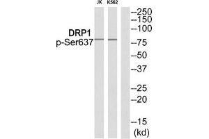 Western blot analysis of extracts from JK cells and K562 cells using DRP1 (Phospho-Ser637) Antibody. (Dynamin 1-Like antibody  (pSer637))