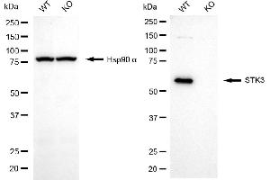 Western blotting analysis using STK3 antibody (ABIN7800312). (Recombinant STK3 antibody)