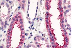 Anti-VN1R1 antibody  ABIN1049463 IHC staining of human kidney, renal tubules. (VN1R1 antibody  (C-Term))