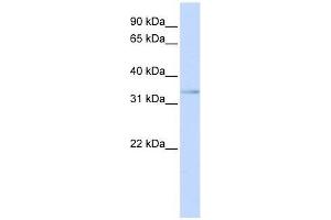 ETV3L antibody used at 0. (ETV3L antibody  (C-Term))