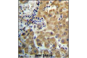 TRIM4 Antibody (N-term) (ABIN657212 and ABIN2846322) immunohistochemistry analysis in formalin fixed and paraffin embedded human liver tissue followed by peroxidase conjugation of the secondary antibody and DAB staining.