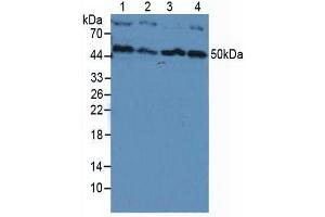 Western blot analysis of (1) Human HeLa cells, (2) Human HepG2 Cells, (3) Human Jurkat Cells and (4) Human K-562 Cells.