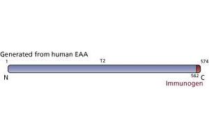 Image no. 2 for anti-Solute Carrier Family 1 (Glial High Affinity Glutamate Transporter), Member 2 (SLC1A2) (AA 562-574) antibody (ABIN968626) (SLC1A2 antibody  (AA 562-574))