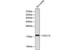 CXCL12 antibody