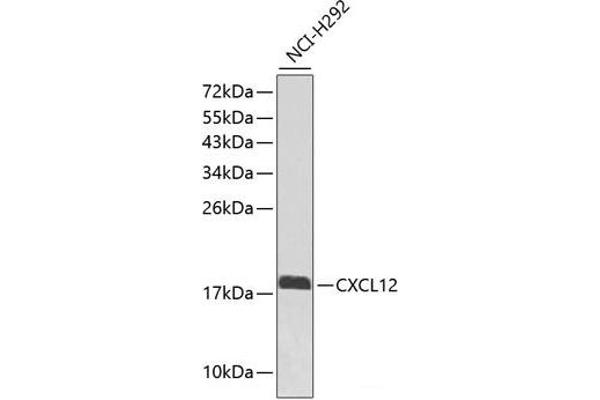 CXCL12 antibody