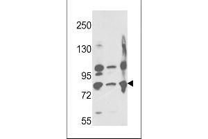 Western blot analysis of Neprilysin Antibody (C-term) (ABIN391499 and ABIN2841464) in ,,Ramos cell line lysates (35 μg/lane). (MME antibody  (C-Term))