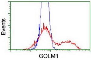 Image no. 1 for anti-Golgi Membrane Protein 1 (GOLM1) antibody (ABIN1498492) (GOLM1 antibody)