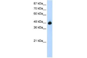 WB Suggested Anti-GTPBP9 Antibody Titration:  1. (OLA1 antibody  (N-Term))