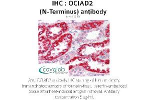 Image no. 1 for anti-OCIA Domain Containing 2 (OCIAD2) (N-Term) antibody (ABIN1737618) (OCIAD2 antibody  (N-Term))