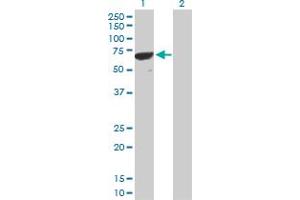 Western Blot analysis of PPP1R16B expression in transfected 293T cell line by PPP1R16B MaxPab polyclonal antibody. (PPP1R16B antibody  (AA 1-567))