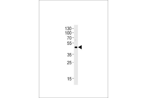 OR51E1 antibody  (C-Term)