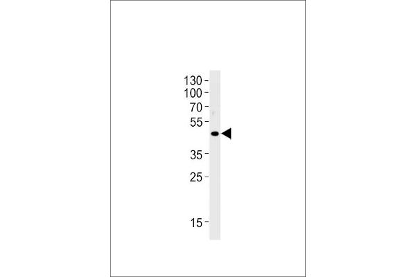 OR51E1 antibody  (C-Term)