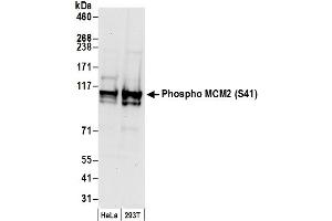 Western Blotting (WB) image for anti-Minichromosome Maintenance Complex Component 2 (MCM2) (pSer41) antibody (ABIN7449367)