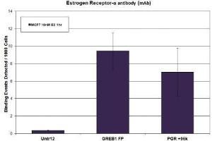 Estrogen Receptor-α antibody (mAb) tested by ChIP. (Estrogen Receptor alpha antibody  (C-Term))