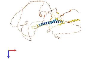 AlphaFold protein structure predicition of Human Recombinant SPEM2 Protein, UniprotID Q0P670 (C17orf74 Protein (AA 1-501) (His tag))