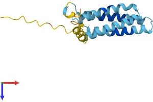 AlphaFold protein structure predicition of Human Recombinant PLP2 Protein, UniprotID Q04941 (PLP2 Protein (AA 1-152) (His tag))