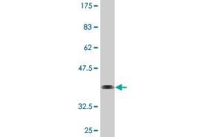 Western Blot detection against Immunogen (36. (HSFY1 antibody  (AA 1-99))