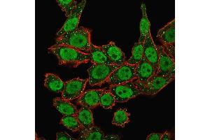 Immunofluorescence (IF) image for anti-Protein-tyrosine Phosphatase 1C (PTPN6) antibody (ABIN6939660)
