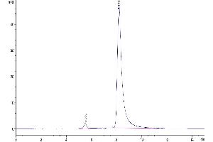 The purity of Mouse CXCL13 is greater than 95 % as determined by SEC-HPLC. (CXCL13 Protein (AA 22-109) (Fc Tag))