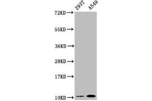 Western Blot Positive WB detected in: 293T whole cell lysate, A549 whole cell lysate All lanes: Apolipoprotein A II antibody at 0. (Recombinant APOA2 antibody)