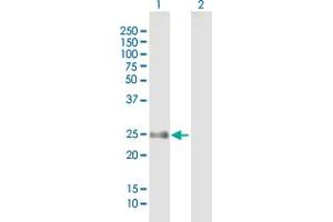 Western Blot analysis of FLJ14154 expression in transfected 293T cell line by FLJ14154 MaxPab polyclonal antibody. (NAT15 antibody  (AA 1-242))