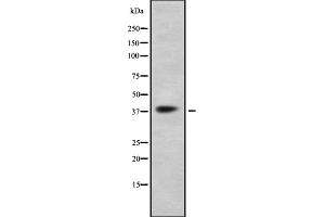 Western blot analysis GPR41 using K562 whole cell lysates (FFAR3 antibody  (C-Term))