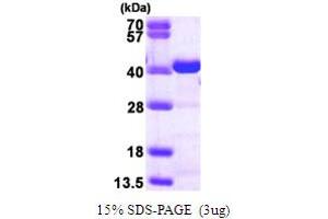 SDS-PAGE (SDS) image for V-Crk Sarcoma Virus CT10 Oncogene Homolog (Avian)-Like (CRKL) (pTry207) protein (His tag) (ABIN667314) (CrkL Protein (pTry207) (His tag))