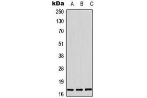 Western blot analysis of Histone H3 (pT11) expression in HepG2 EGF-treated (A), SP2/0 EGF-treated (B), rat brain (C) whole cell lysates. (Histone 3 antibody  (pSer11))