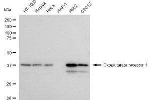 Western blotting analysis using Oxoglutarate receptor 1 antibody (ABIN7799714). (Recombinant OXGR1 antibody)