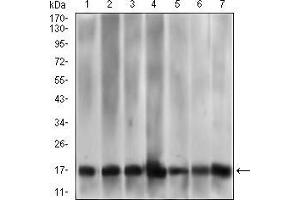 Western blot analysis using MRPL42 mouse mAb against HL7702 (1), HepG2 (2), SMMC-7721 (3), HEK293 (4), HL60 (5), HeLa (6), and Raji (7) cell lysate. (MRPL42 antibody  (AA 142-203))