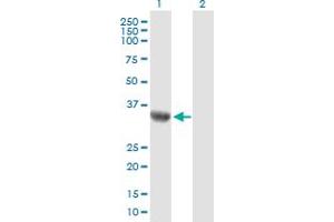 C9orf100 anticorps  (AA 1-335)