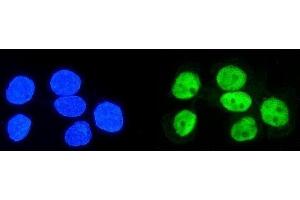 IF analysis of hnRNP D/AUF1/HNRNPD using anti-hnRNP D/AUF1/HNRNPD antibody (ABIN7602591). (HNRNPD/AUF1 antibody  (AA 88-246))
