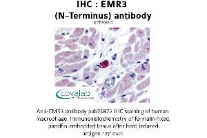Image no. 1 for anti-Egf-Like Module Containing, Mucin-Like, Hormone Receptor-Like 3 (EMR3) (Extracellular Domain), (N-Term) antibody (ABIN1733996) (EMR3 antibody  (Extracellular Domain, N-Term))