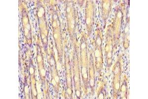 Immunohistochemistry of paraffin-embedded human small intestine tissue using ABIN7166087 at dilution of 1:100 (S100G antibody  (AA 1-66))