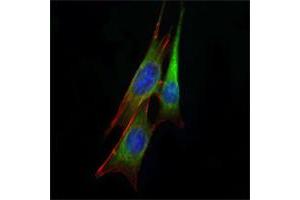 Immunofluorescence analysis of NIH/3T3 cells using anti-ETS1 mAb (green). (ETS1 antibody)