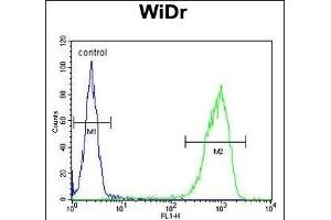TANK Antibody (Center) (ABIN652041 and ABIN2840515) flow cytometric analysis of WiDr cells (right histogram) compared to a negative control cell (left histogram). (TANK antibody  (AA 88-114))